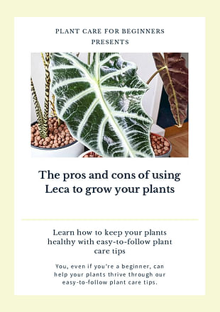 The pros and cons of using Leca to grow your plants