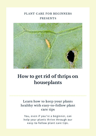 How to get rid of thrips on houseplants