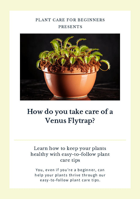 How do you take care of a Venus Flytrap?