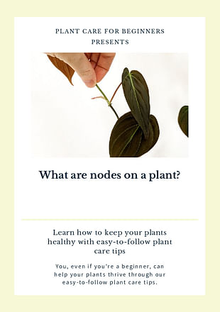 What are nodes on a plant?