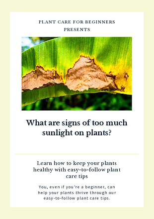 What are signs of too much sunlight on plants?