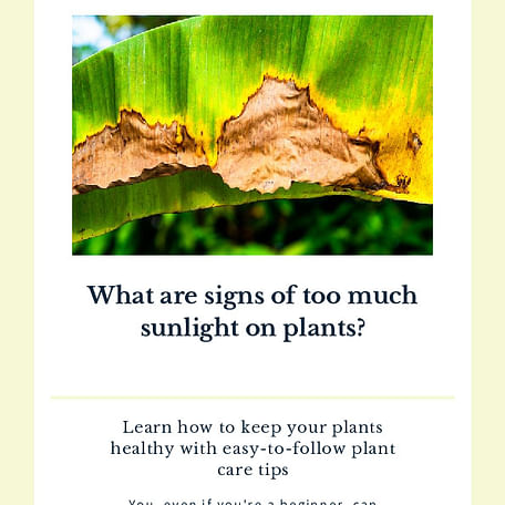 What are signs of too much sunlight on plants?