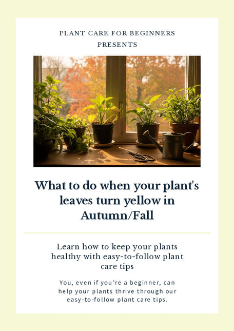 What to do when your plant's leaves turn yellow in Autumn/Fall