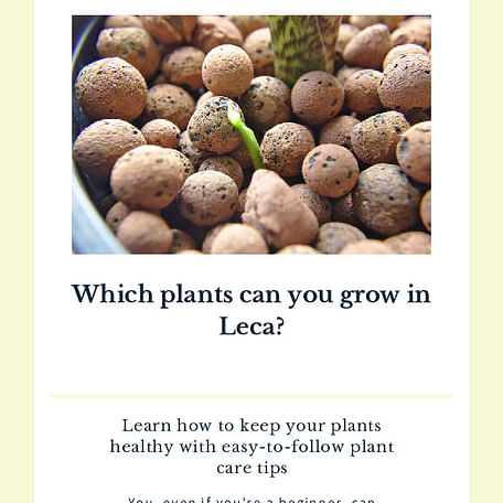 Which plants can you grow in Leca?