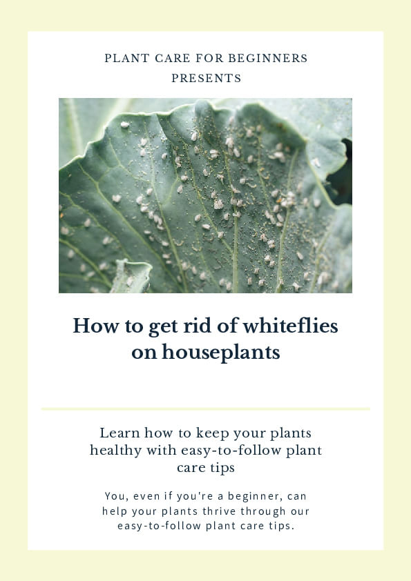 Shop For Your How To Get Rid Of Whiteflies On Houseplants shop-for-your-how-to-get-rid-of-whiteflies-on-houseplants