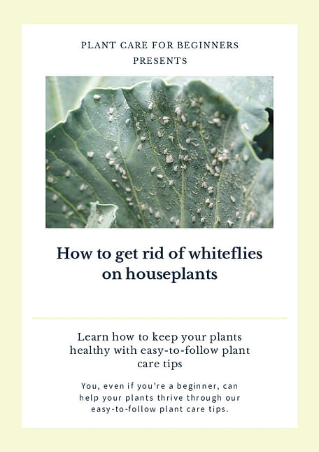 How to get rid of whiteflies on houseplants