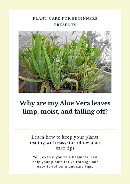 Why are my Aloe Vera leaves limp, moist, and falling off?