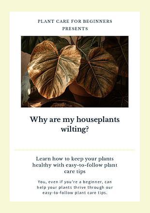 Why are my houseplants wilting?