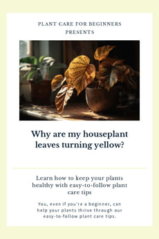 Why are my houseplant leaves turning yellow?