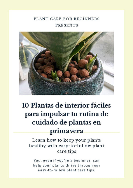 10 Plantas de Interior Fáciles para Impulsar Tu Rutina de Cuidado de Plantas en Primavera