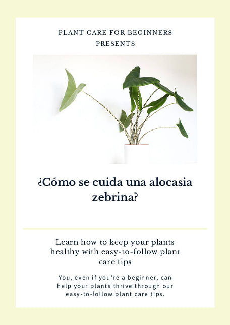 ¿Cómo se cuida una alocasia zebrina?