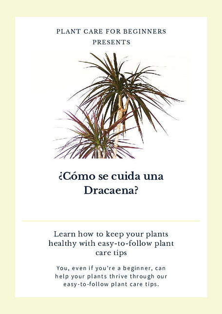 ¿Cómo se cuida una Dracaena?