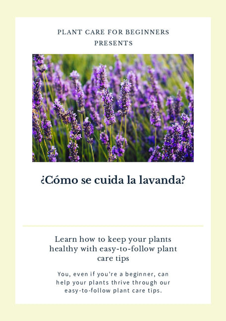 ¿Cómo se cuida la lavanda?