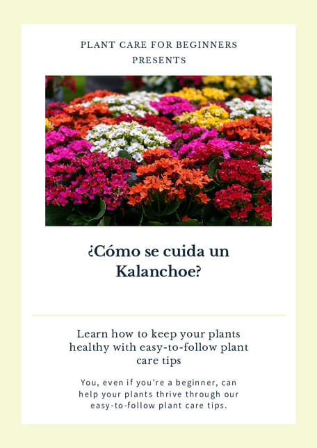 ¿Cómo se cuida un Kalanchoe?