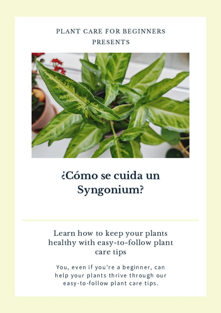 ¿Cómo se cuida un Syngonium?