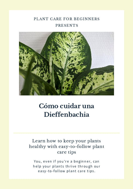 Cómo cuidar una Dieffenbachia