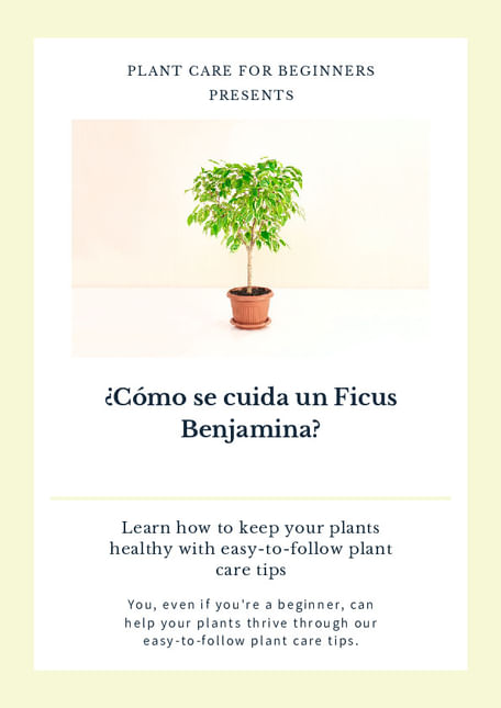¿Cómo se cuida un Ficus Benjamina?