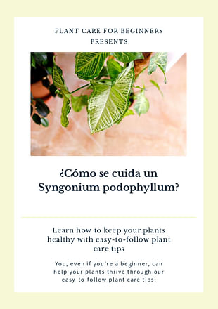 ¿Cómo se cuida un Syngonium podophyllum?