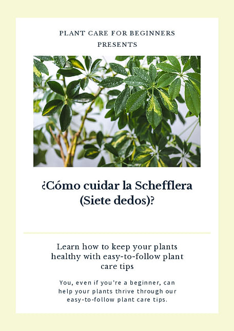 ¿Cómo se cuida una Schefflera (Siete dedos)?