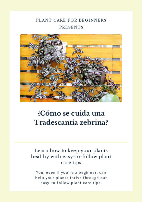 ¿Cómo se cuida una Tradescantia zebrina?