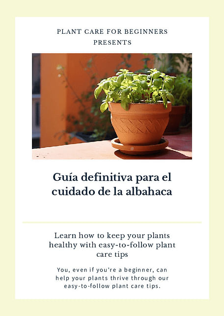 Guía definitiva para el cuidado de la albahaca