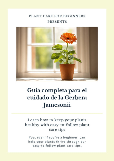 Guía completa para el cuidado de la Gerbera Jamesonii
