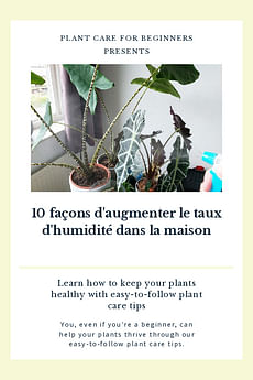 10 façons d'augmenter le taux d'humidité dans la maison