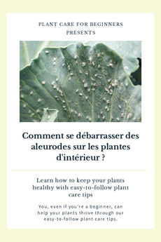 Comment se débarrasser des aleurodes sur les plantes d'intérieur ?