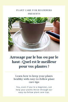 Arrosage par le bas ou par le haut : Quel est le meilleur pour vos plantes ?