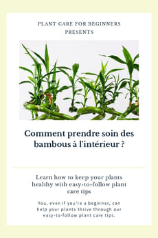 Comment prendre soin des bambous à l'intérieur ?