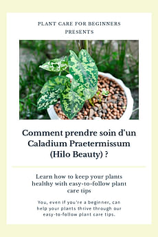 Comment prendre soin d'un Caladium Praetermissum (Hilo Beauty) ?