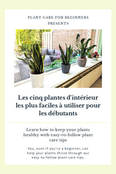 Les cinq plantes d'intérieur les plus faciles à utiliser pour les débutants