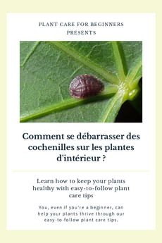 Comment se débarrasser des cochenilles sur les plantes d'intérieur ?