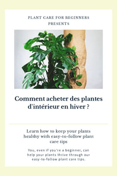 Comment acheter des plantes d'intérieur en hiver ?