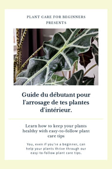 Guide du débutant pour l'arrosage de tes plantes d'intérieur.