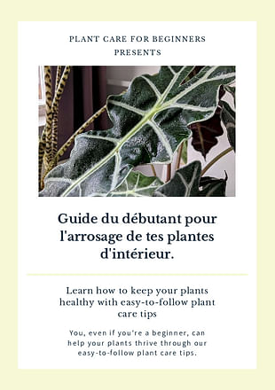 Guide du débutant pour l'arrosage de tes plantes d'intérieur.