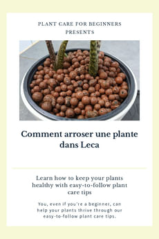 Comment arroser une plante dans Leca