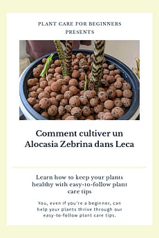 Comment cultiver un Alocasia Zebrina dans Leca