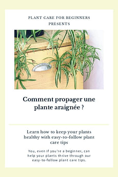 Comment propager une plante araignée ?