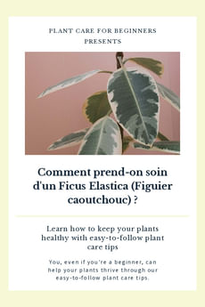 Comment prend-on soin d'un Ficus Elastica (Figuier caoutchouc) ?