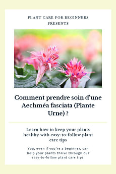 Comment prendre soin d'une Aechméa fasciata (Plante Urne) ?