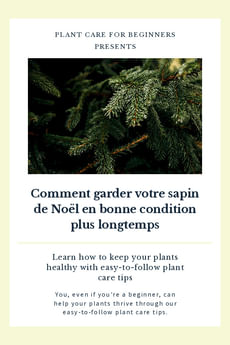 Comment garder votre sapin de Noël en bonne condition plus longtemps