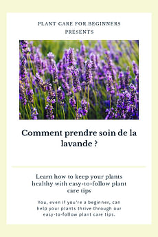 Comment prendre soin de la lavande ?