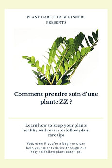 Comment prendre soin d'une plante ZZ ?