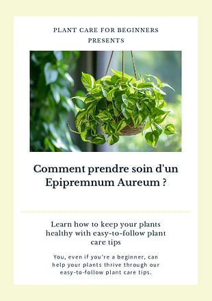 Comment prendre soin d'un Epipremnum Aureum ?