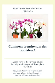 Comment prendre soin des orchidées ?