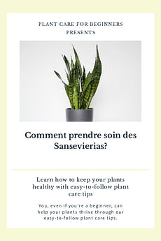 Comment prendre soin des Sansevierias?