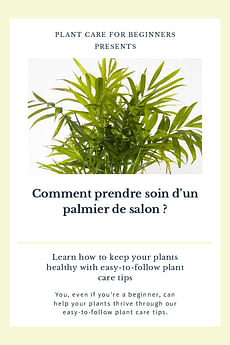 Comment prendre soin d'un palmier de salon ?