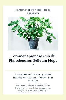 Comment prendre soin du Philodendron Selloum Hope ?