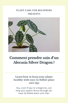 Comment prendre soin d'un Alocasia Silver Dragon ?